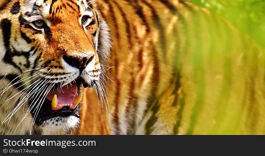 Wildlife, Tiger, Mammal, Whiskers