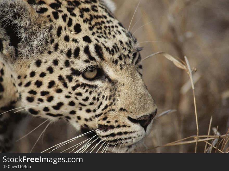 Leopard, Wildlife, Terrestrial Animal, Jaguar