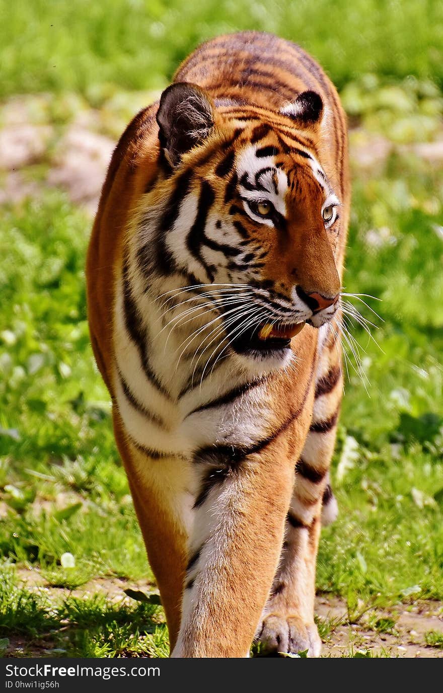 Tiger, Wildlife, Terrestrial Animal, Mammal