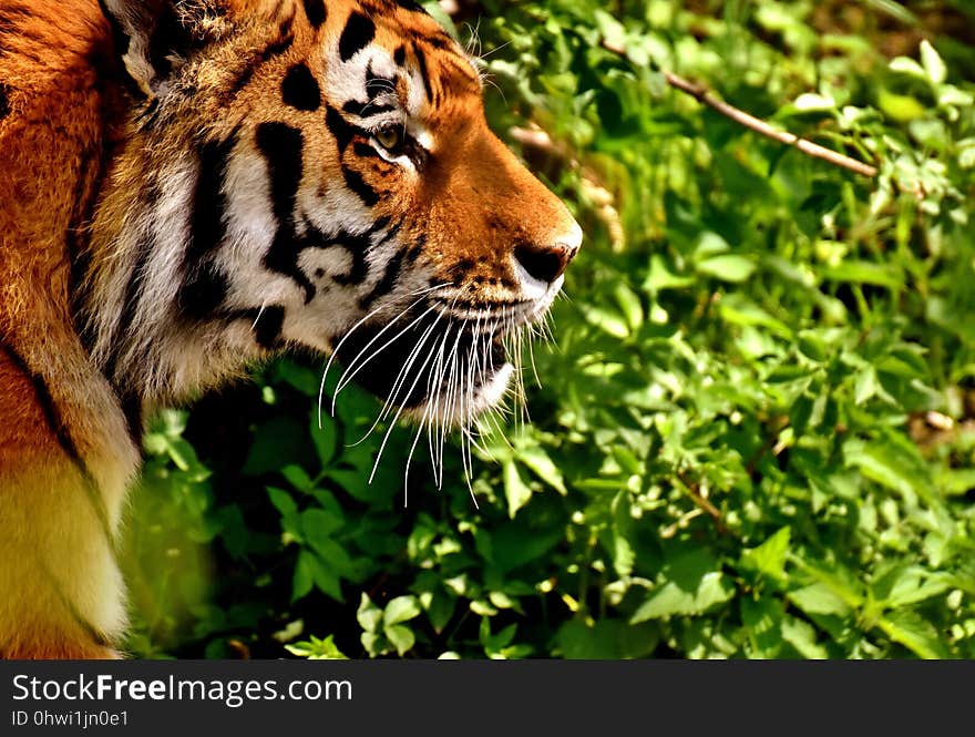 Wildlife, Tiger, Mammal, Whiskers