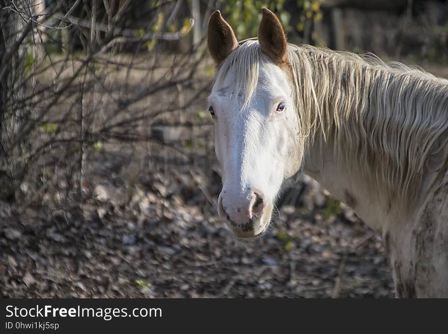 Horse, Mane, Fauna, Horse Like Mammal