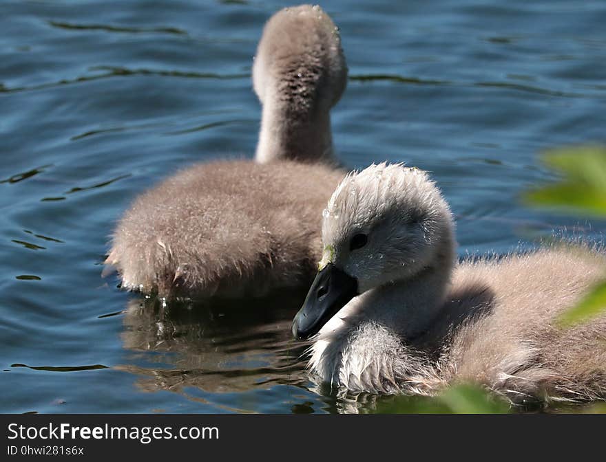 Bird, Fauna, Water Bird, Beak