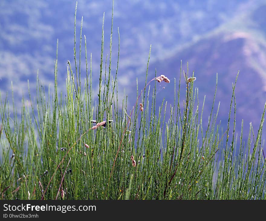 Ecosystem, Vegetation, Grass, Grass Family