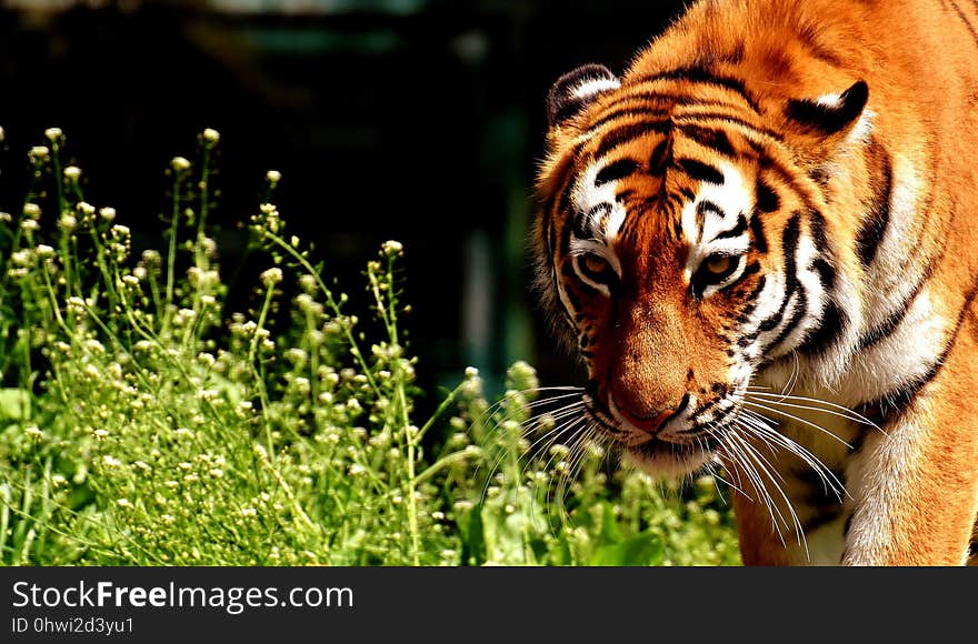 Tiger, Wildlife, Mammal, Terrestrial Animal