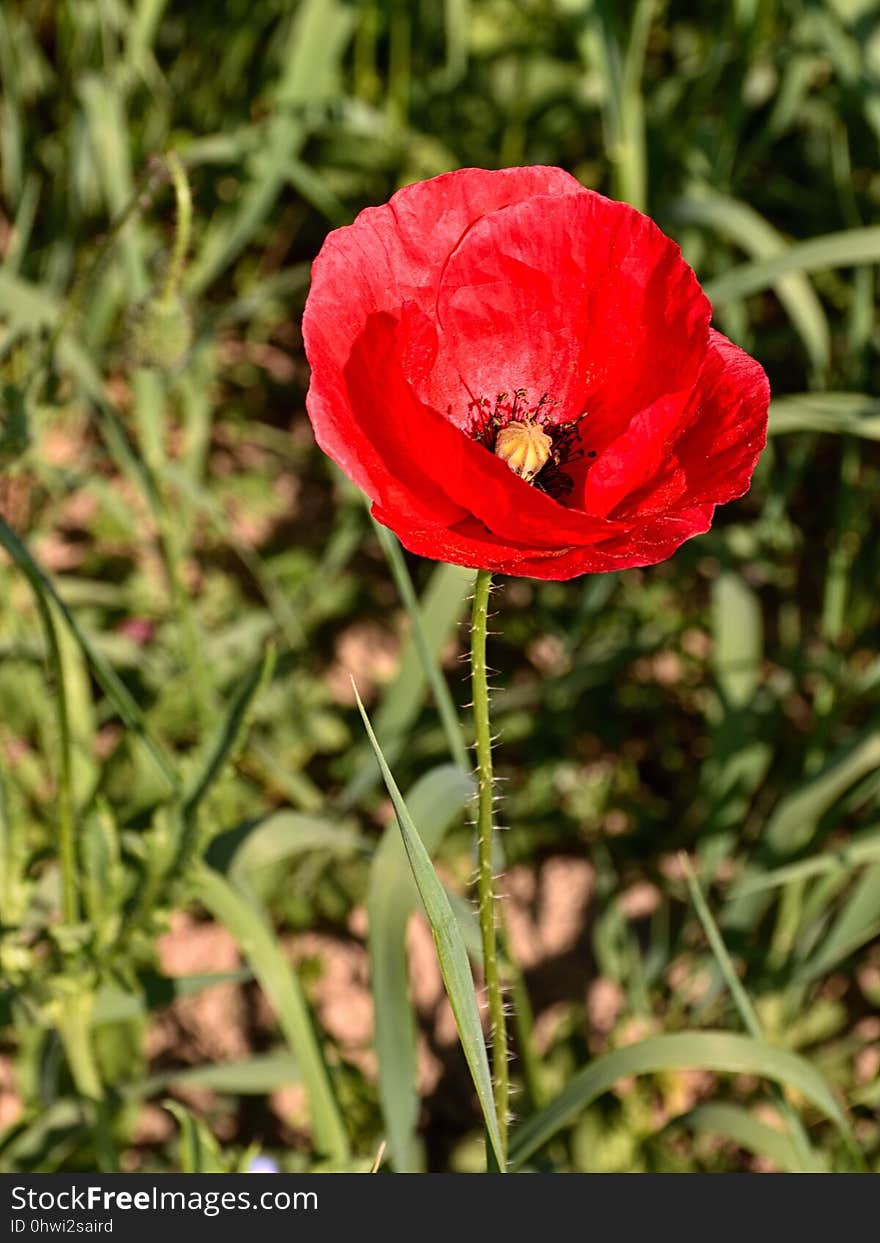 Flower, Poppy, Wildflower, Coquelicot