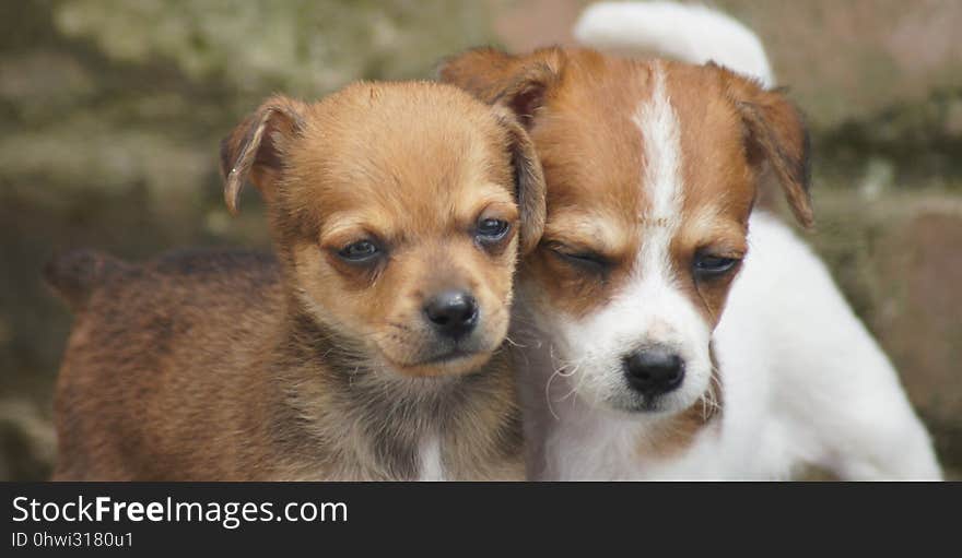 Dog, Dog Breed, Dog Like Mammal, Dog Breed Group