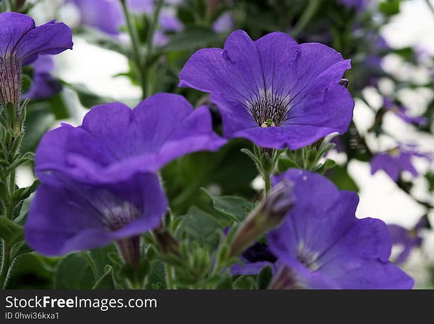 Flower, Plant, Purple, Violet Family