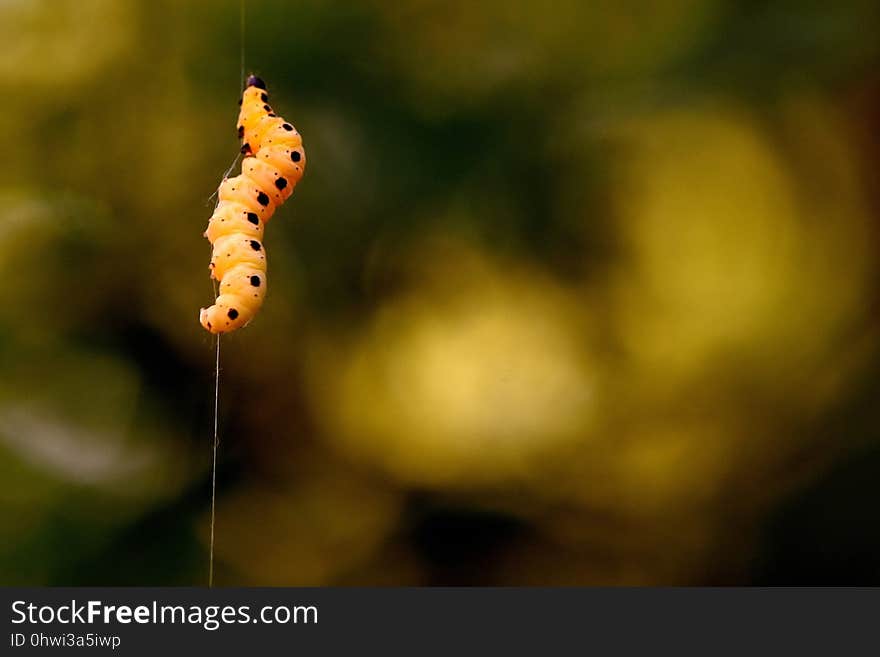 Close Up, Leaf, Macro Photography, Insect