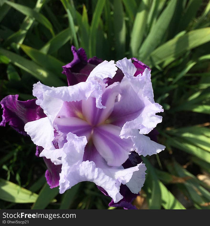 Flower, Plant, Flowering Plant, Flora