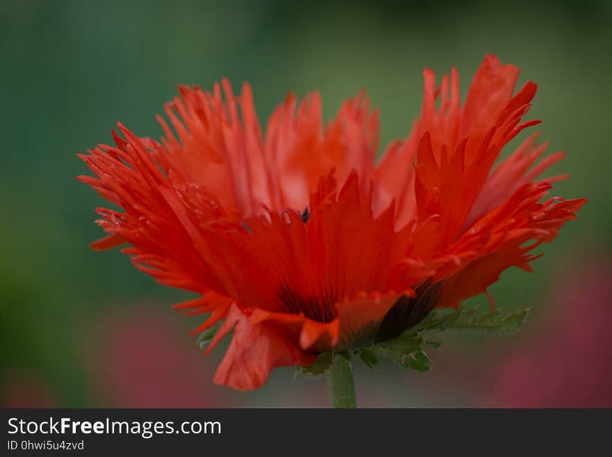 Flower, Wildflower, Close Up, Flora