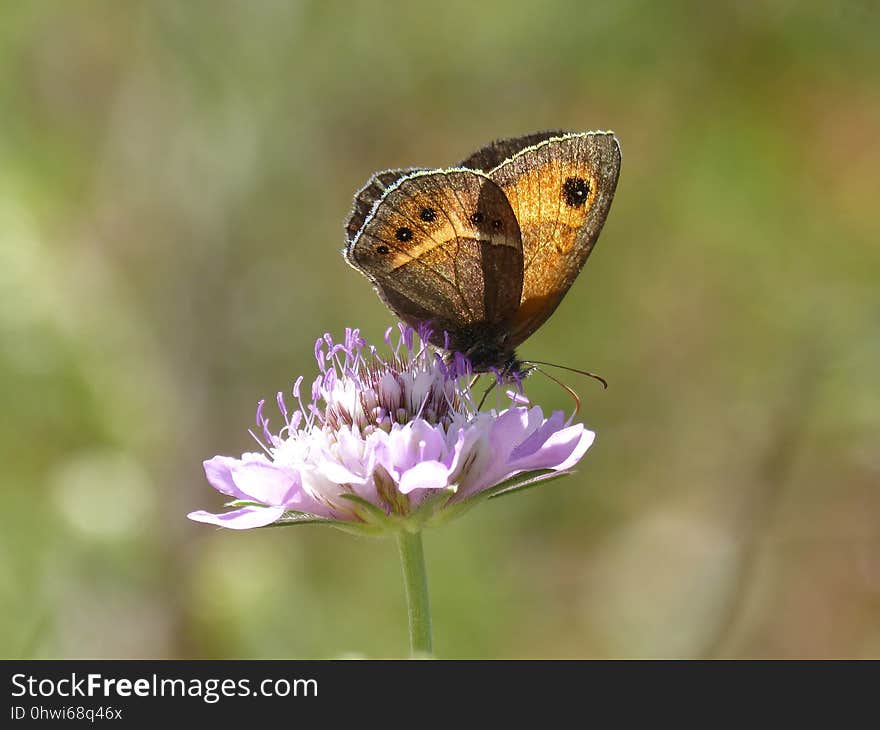 Butterfly, Moths And Butterflies, Insect, Brush Footed Butterfly