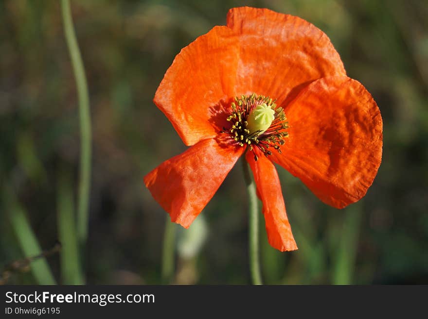 Flower, Wildflower, Poppy, Flora