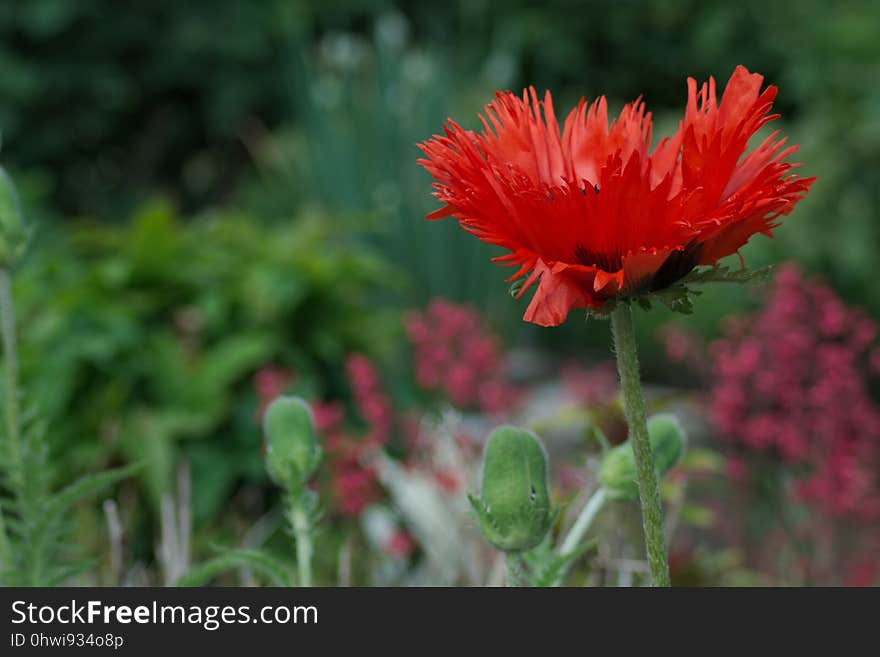 Flower, Plant, Wildflower, Vegetation