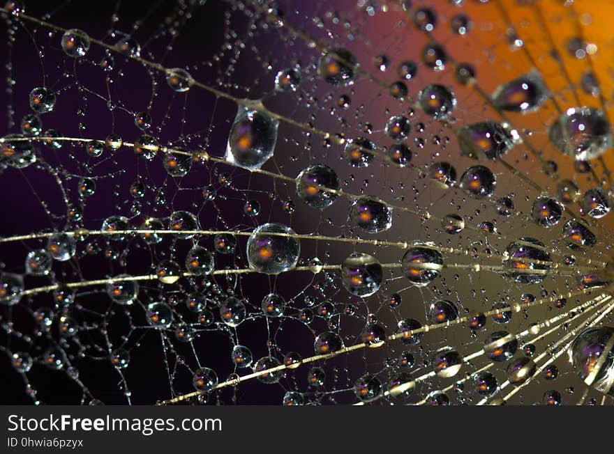 Water, Spider Web, Moisture, Dew