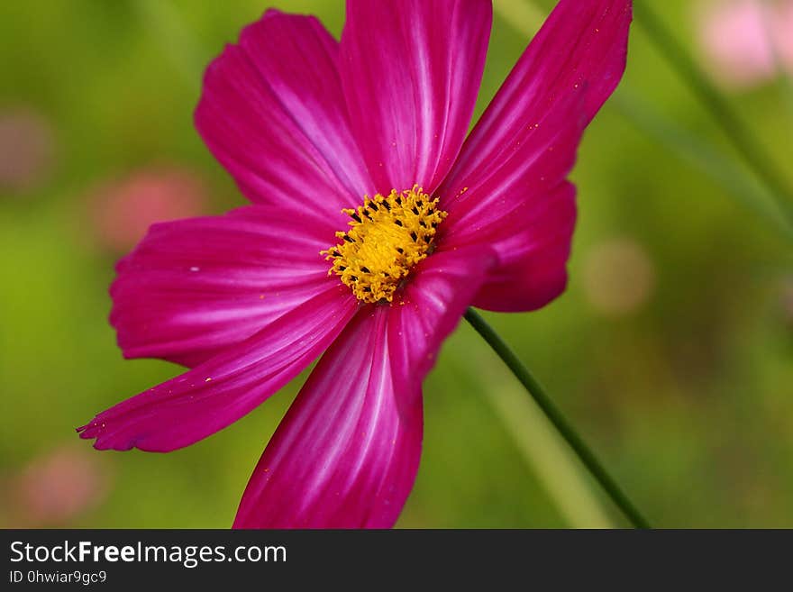 Flower, Garden Cosmos, Flora, Close Up