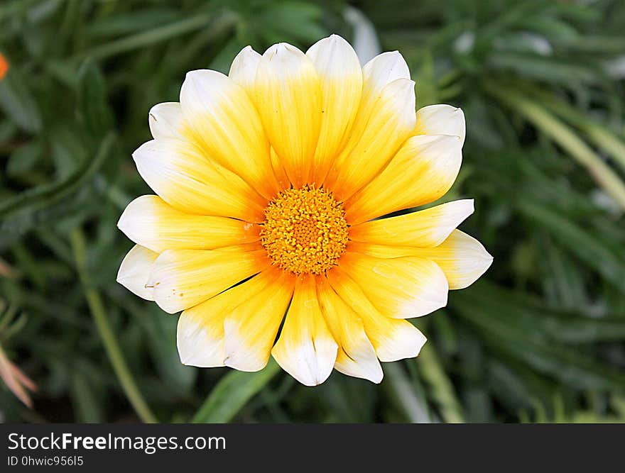 Flower, Yellow, Flora, Close Up