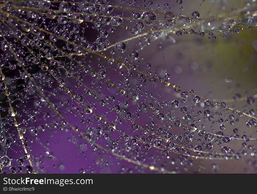 Water, Spider Web, Dew, Purple