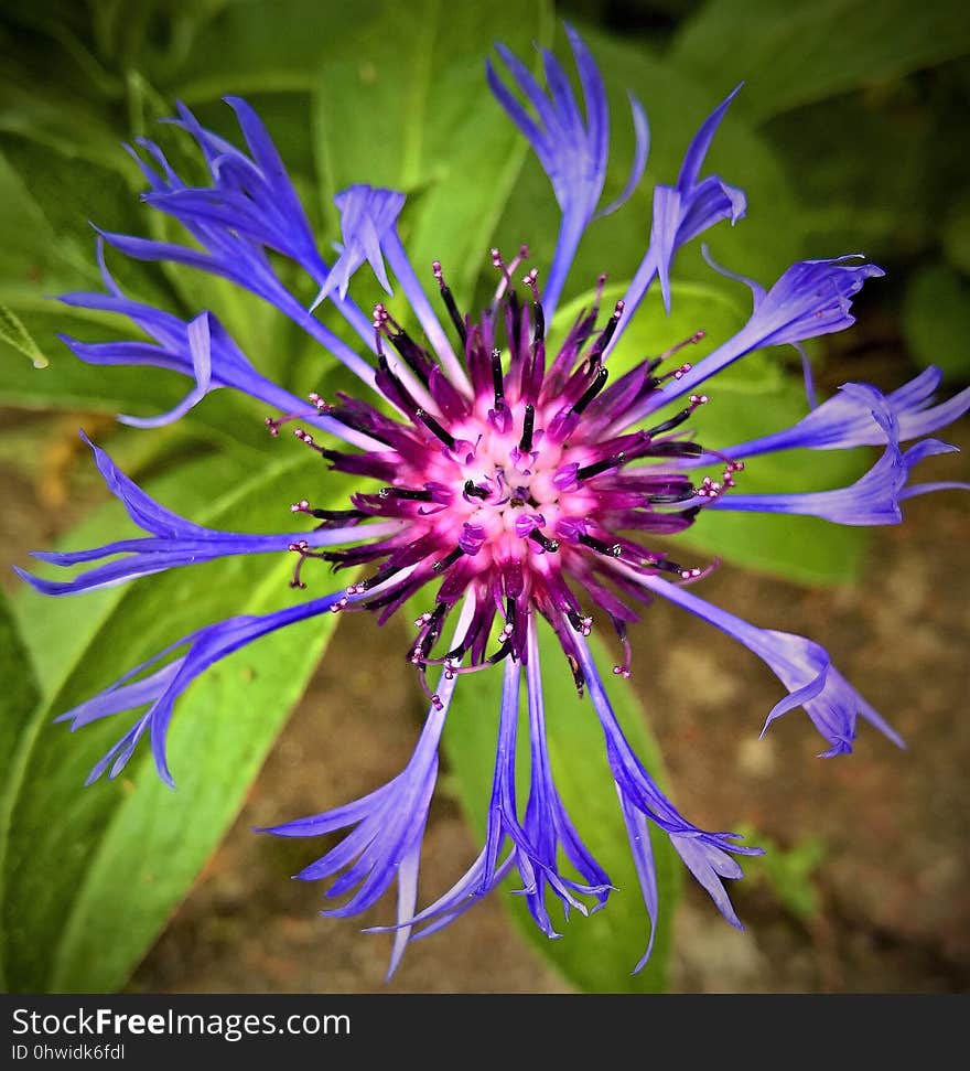 Flower, Flora, Plant, Purple