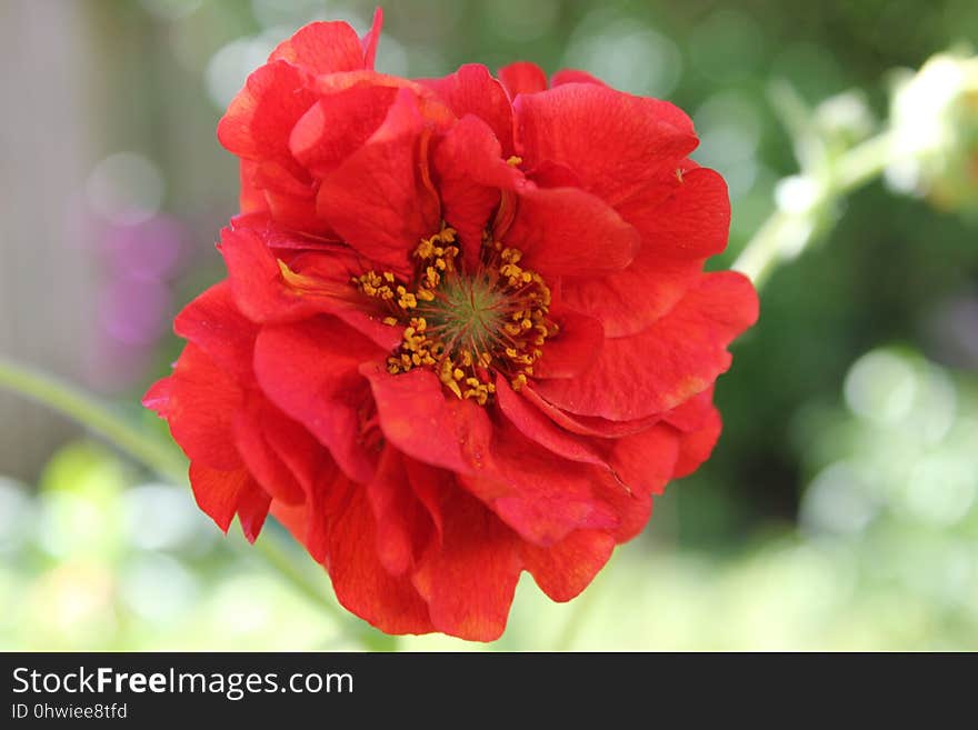 Flower, Red, Flora, Petal