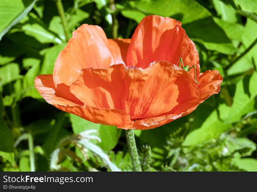 Flower, Wildflower, Plant, Poppy