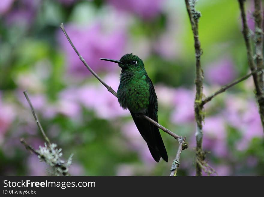 Bird, Hummingbird, Fauna, Beak