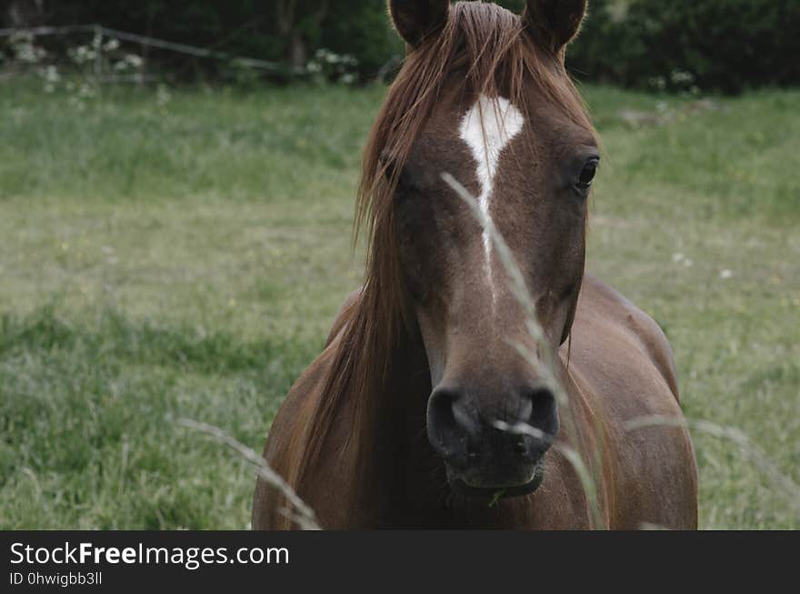 Horse, Mane, Bridle, Mare