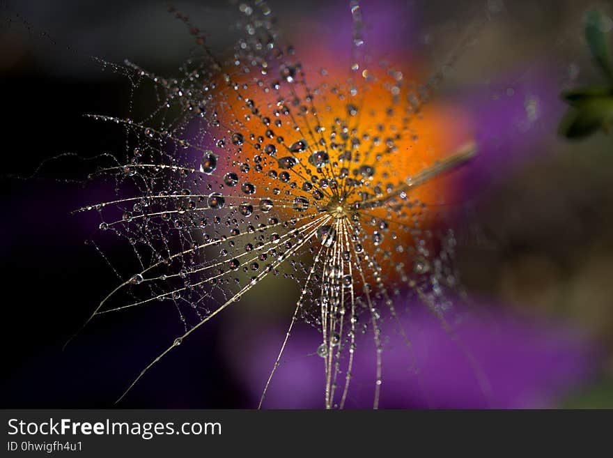 Water, Macro Photography, Spider Web, Purple