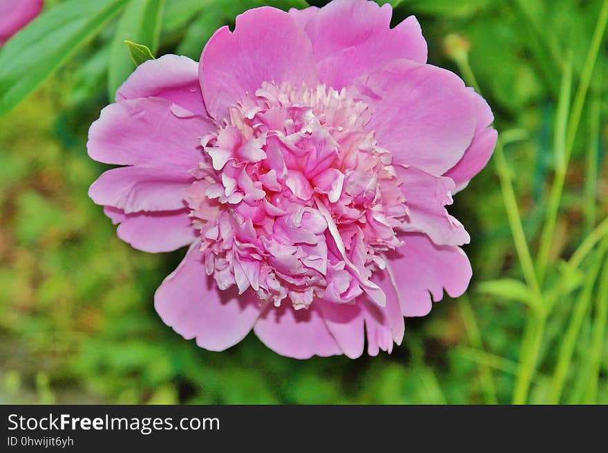 Flower, Flowering Plant, Peony, Plant