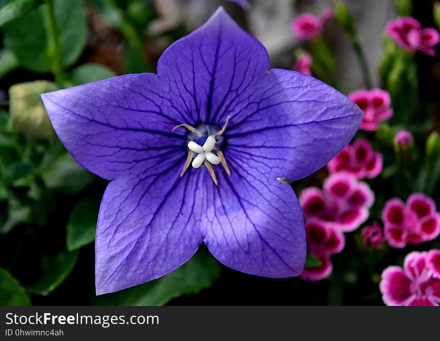 Flower, Flora, Plant, Purple