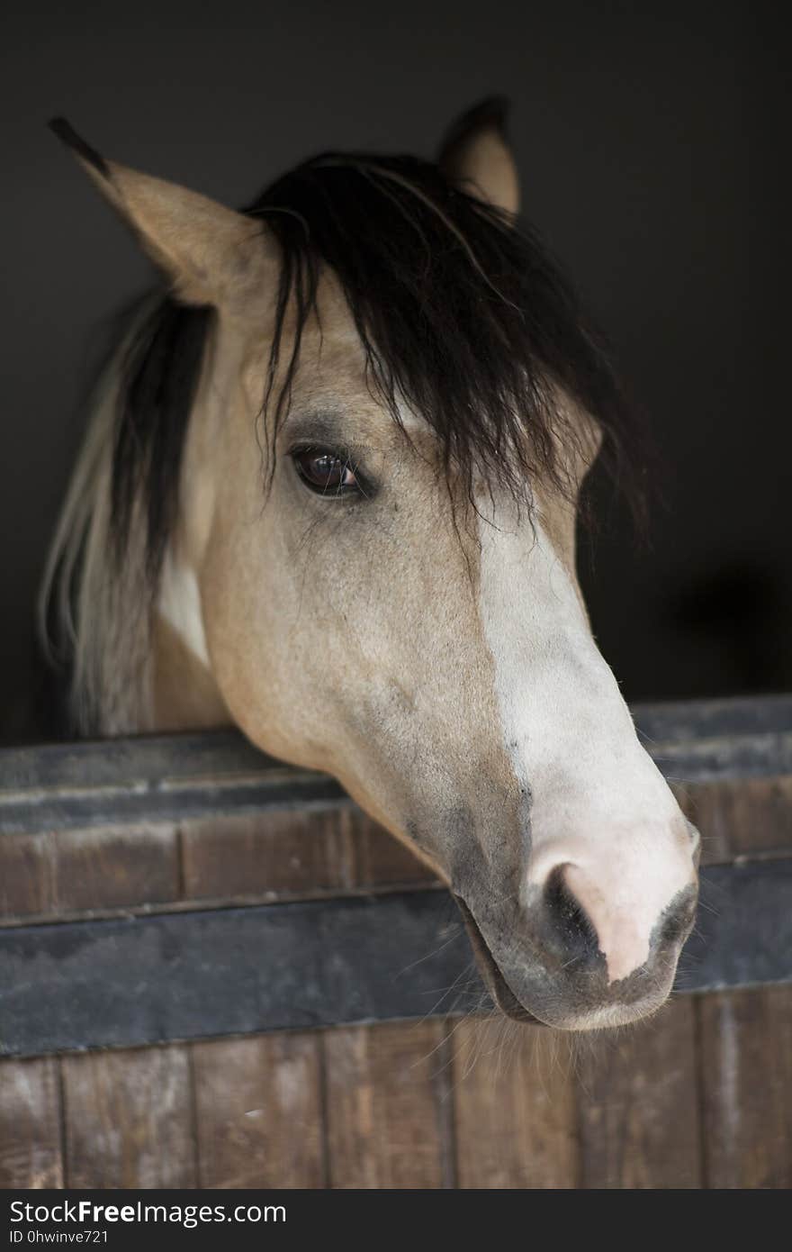 Horse, Bridle, Mane, Horse Like Mammal