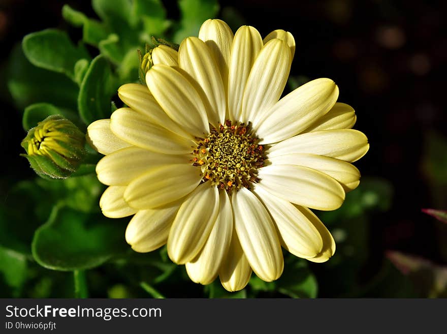 Flower, Yellow, Flora, Petal