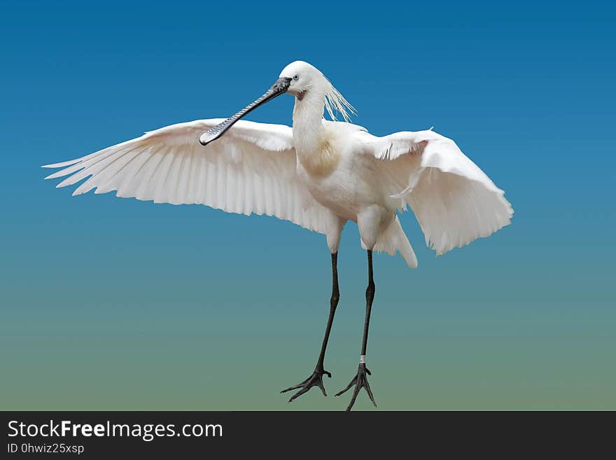 Bird, Beak, Sky, Wing