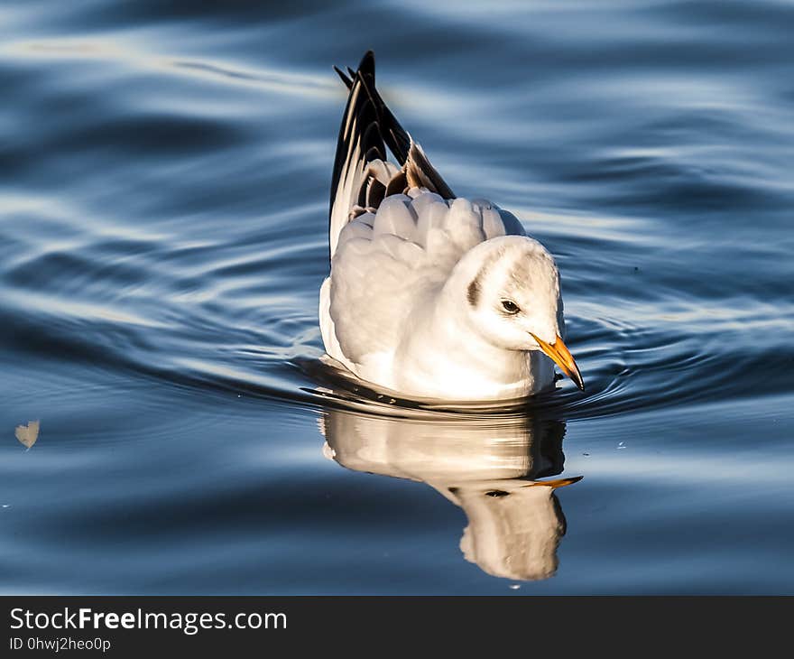 Bird, Water, Water Bird, Duck