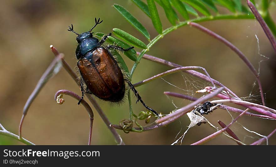 Insect, Invertebrate, Macro Photography, Pest