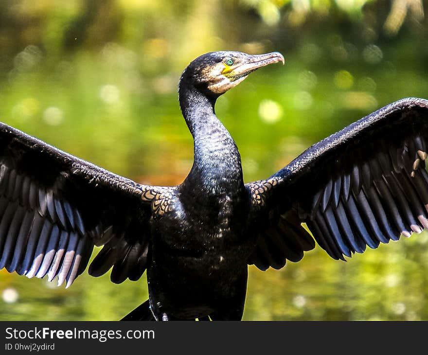 Beak, Bird, Cormorant, Fauna