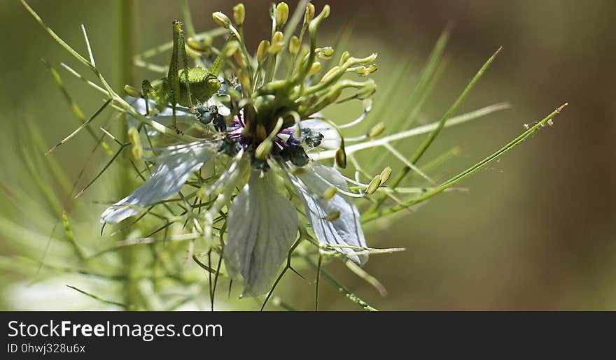 Flora, Flower, Plant, Insect