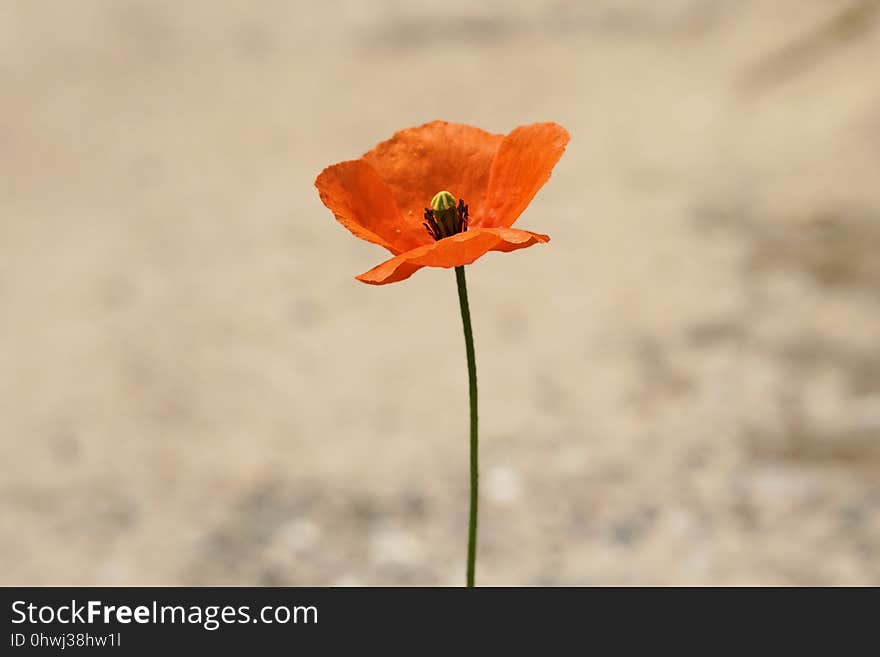 Flower, Poppy, Coquelicot, Poppy Family