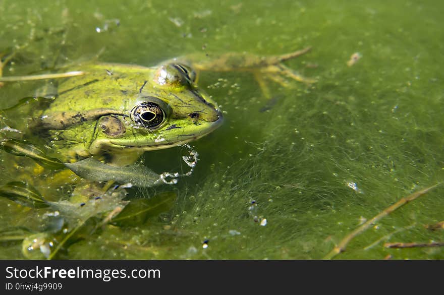 Ranidae, Amphibian, Ecosystem, Frog