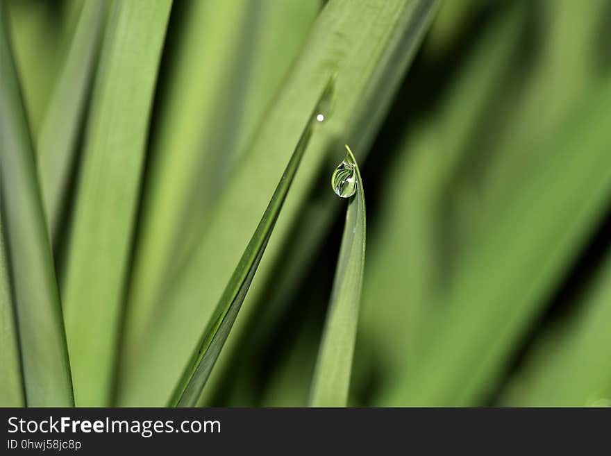 Green, Water, Grass, Close Up