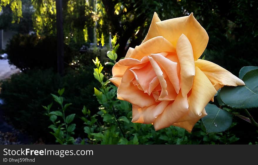 Rose, Flower, Rose Family, Yellow