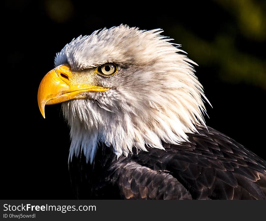 Beak, Bird Of Prey, Eagle, Bird