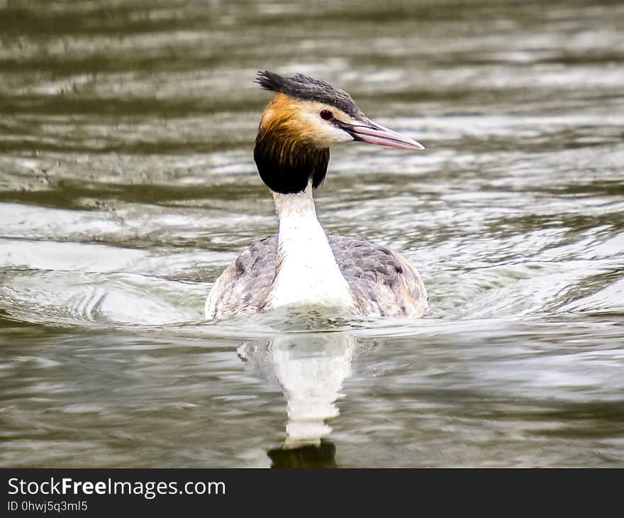 Bird, Beak, Water Bird, Duck