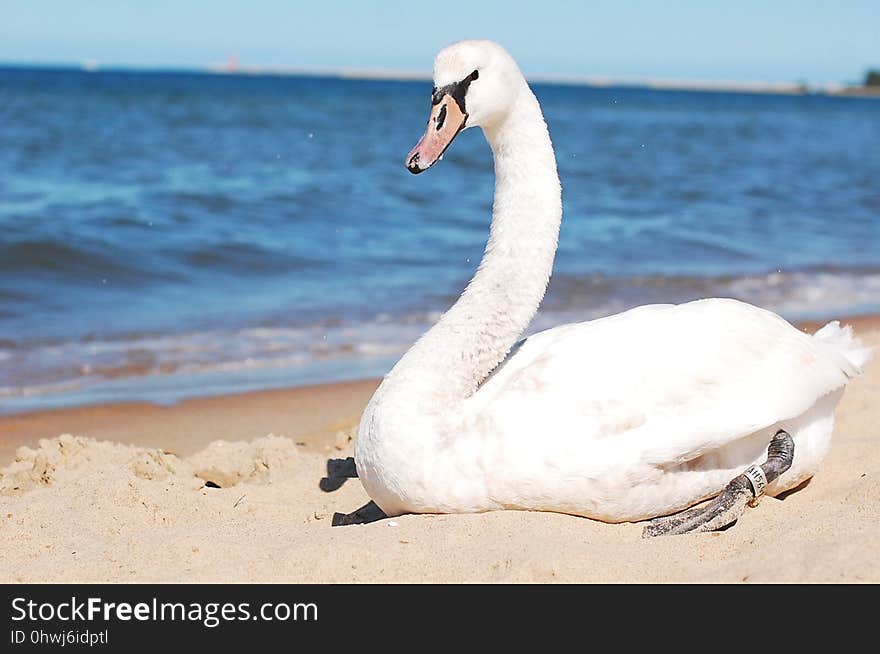 Swan, Water Bird, Ducks Geese And Swans, Bird