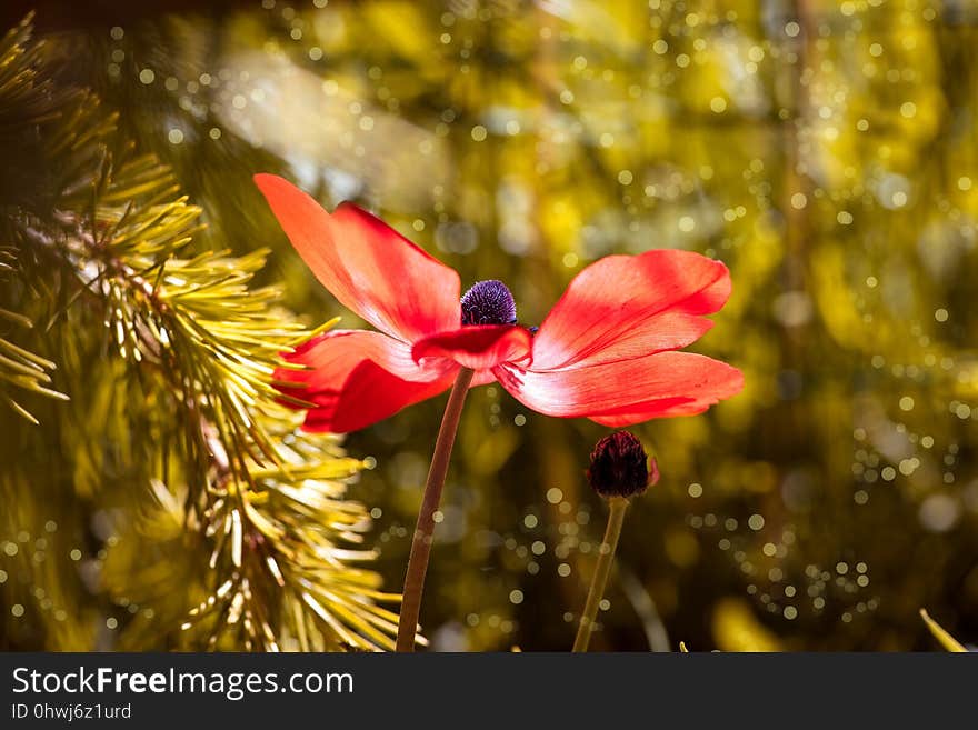 Flora, Yellow, Flower, Wildflower