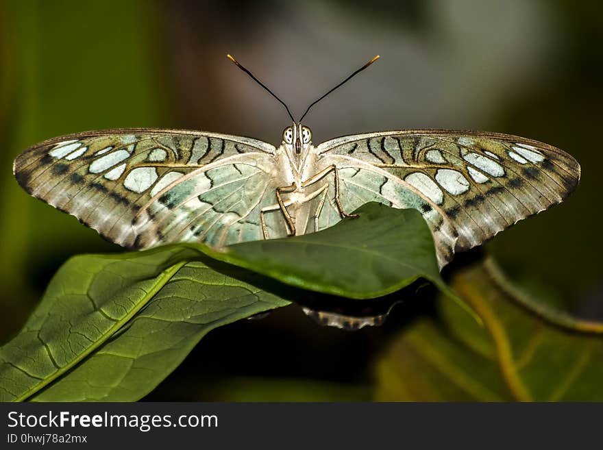 Insect, Butterfly, Moths And Butterflies, Invertebrate