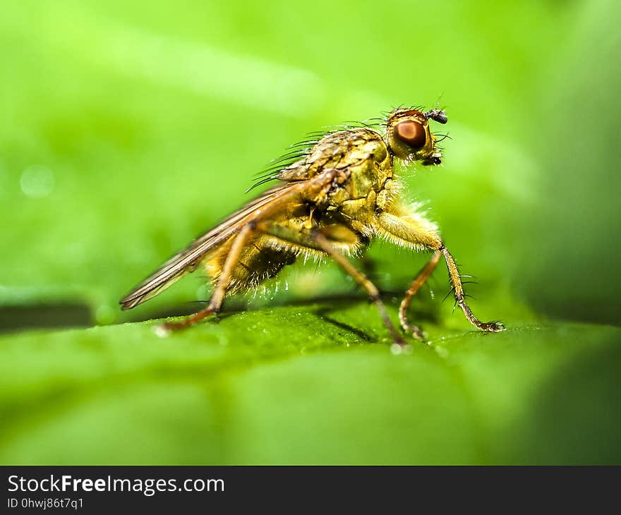 Insect, Fly, Pest, Macro Photography