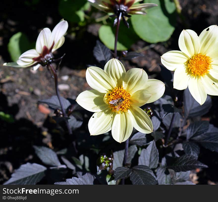 Flower, Plant, Flowering Plant, Flora