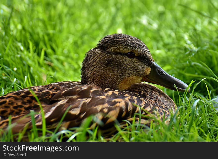 Bird, Duck, Mallard, Beak