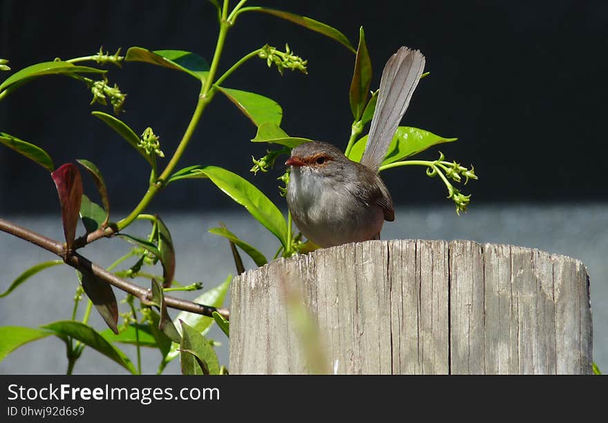 Bird, Fauna, Beak, Wren