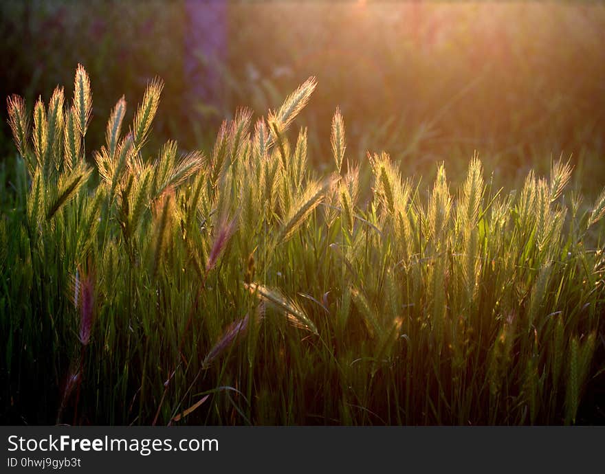 Grass, Vegetation, Grass Family, Morning